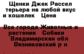 Щенки Джек Рассел терьера на любой вкус и кошелек › Цена ­ 13 000 - Все города Животные и растения » Собаки   . Владимирская обл.,Вязниковский р-н